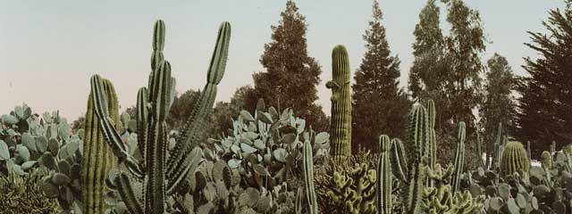 cactus